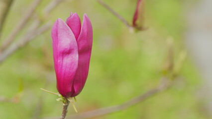 Spring Flowering. Blooming Pink Magnolia Or Magnolia Liliflora. Pink Magnolia Tree Flowers. Close...