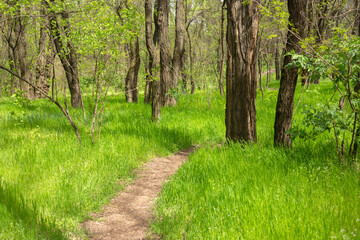 beautiful spring landscape in a sunny day