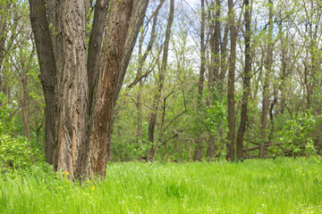 beautiful spring landscape in a sunny day