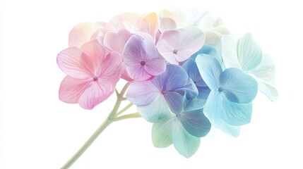Obraz premium Pastel Hydrangea Blooms Delicate Flower Cluster
