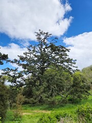 Evergreen Tree Branches Against a Cloudy Sky