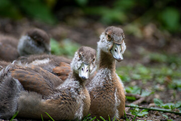 Beautiful Egyptian Goose goslings(Alopochen aegyptiaca). 