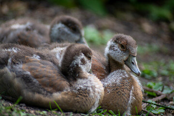 Beautiful Egyptian Goose goslings(Alopochen aegyptiaca). 