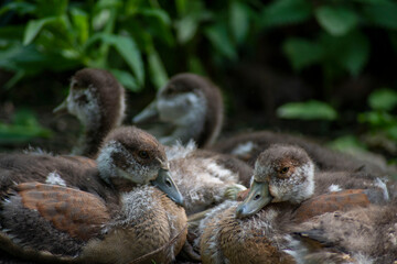 Beautiful Egyptian Goose goslings(Alopochen aegyptiaca). 