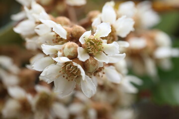 close up of blooms loquat tree