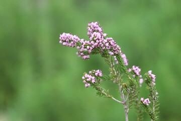 Erica manipuliflora is a plant belonging to the genus Erica