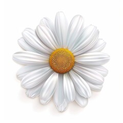 daisy isolated on white background