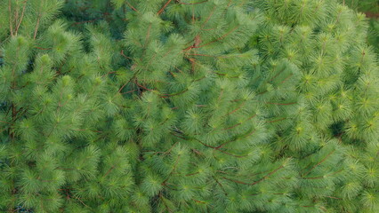 Pine Branch On The Background. Coniferous Trees In Summer. Static.