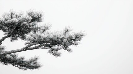 Winter's Embrace: A Frosty Pine Branch Against a Pale Sky
