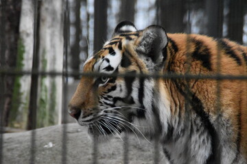 This Siberian tiger is in a zoo. The animal is very endangered.