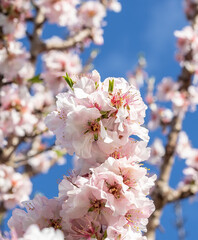 Close-up of blooming almond tree flowers with delicate pink petals under a bright blue sky