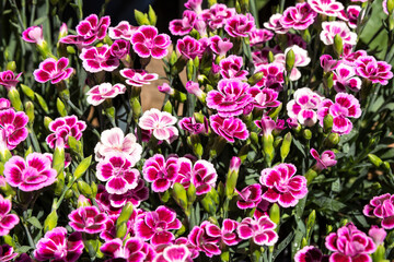 Vibrant pink Carnation flowers on display outside flower shop