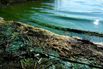 Polluted water in lake. Green water in lake after the release of chemical substances. Ecological disaster. Lake Pollution from industry, Water pollution harmful substances. Sewage from sewer pollutes.
