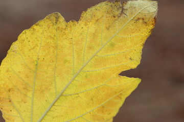 close up of yellow fig leaf