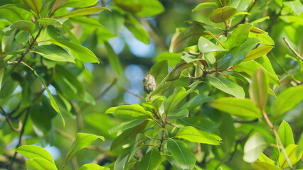 Magnolia Grandiflora From Virginia To Central Florida. Sunlight At Sunny Summer Day. Bokeh.
