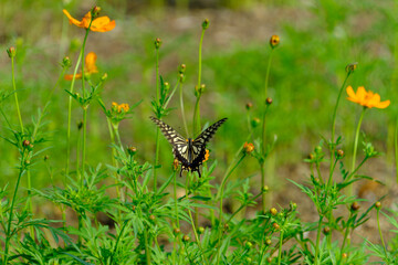 キバナコスモスと舞うアゲハ蝶