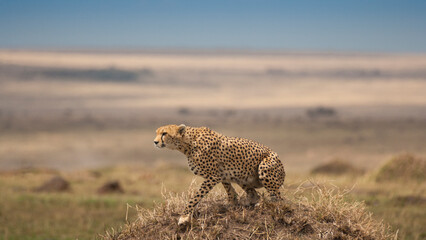 Cheetah crouching down ready to start hunting for prey, Masai Mara, Kenya