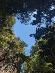 Obraz premium Looking up at the blue sky in the forest