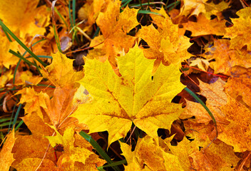Fallen yellow leaves on ground. Autumn background. Yellow maple leaves fallen from trees on the ground in park. Golden Autumn season. Yellow maple leaves background. fallen leaves in october.