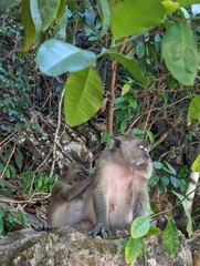 Monkey grooming preening each other