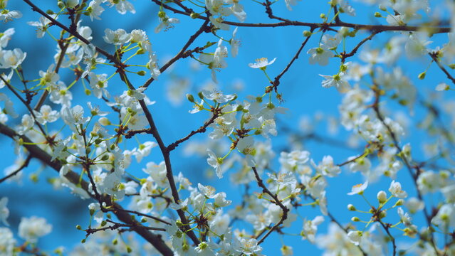 Spring Flowering Of Fruit Trees. Small White Flowers In Bloom During Spring.