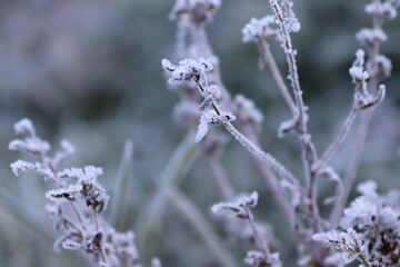 Frost on the grass.