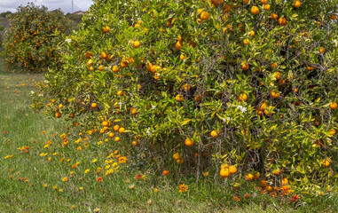 Orange tree in full bloom with ripe fruit surrounded by wildflowers in a vibrant orchard under the warm sun