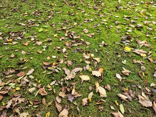 Autumn leaves on green grass background
