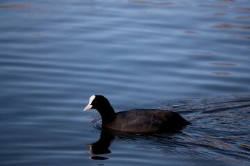 The Eurasian Coot (Fulica atra), also known as the Common Coot, or Australian Coot.