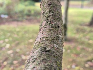 Tree branch close view with blurred background