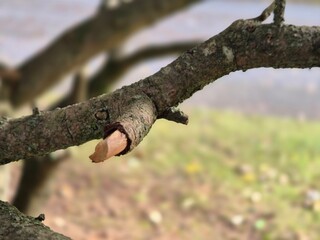 Tree branch close view with blurred background