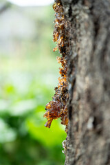The natural resin of the plum tree
