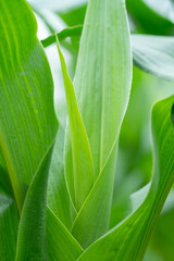 Green corn leaf crops