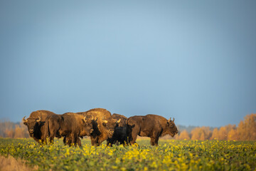 Mammals - wild nature European bison ( Bison bonasus ) Wisent herd standing on field North Eastern...