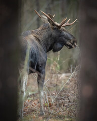 Mammals male bull Moose ( Alces alces ) North part of Poland, Europe dark foggy morning in autumn young pine forest