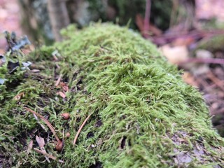Moss on a tree bark close view natural background