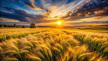 Obraz premium Captivating Barley Field Bathed in Golden Rays of the Setting Sun, Evoking Tranquility and Natural Beauty in a Serene Landscape