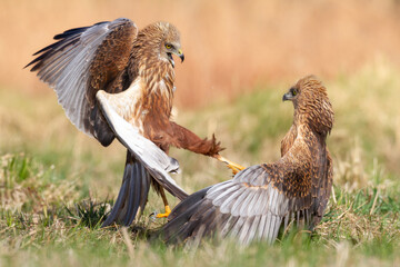 Birds of prey male Marsh harrier Circus aeruginosus, hunting time Poland Europe spring time April	 two fighting birds