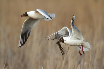 Bird black-headed gull Chroicocephalus ridibundus in flight spring time Poland, Europe