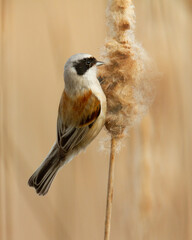 Bird Remiz pendulinus Penduline Tit perched on reed Poland Europe reed bed by the pond