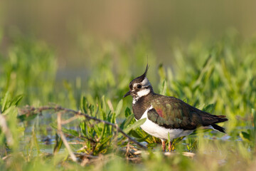 Bird Lapwing Vanellus vanellus on green background spring time Poland Europe migratory bird