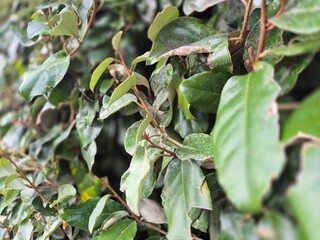 Green leaves on bushes close view with blurred background