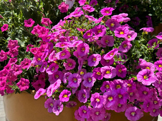 Obraz premium Calibrachoa parviflora seaside petunia pink flowers. 