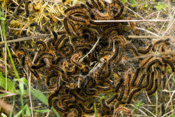 Gespinst vom Wolfsmilch-Ringelspinner oder Wolfsmilchspinner (Malacosoma castrensis)