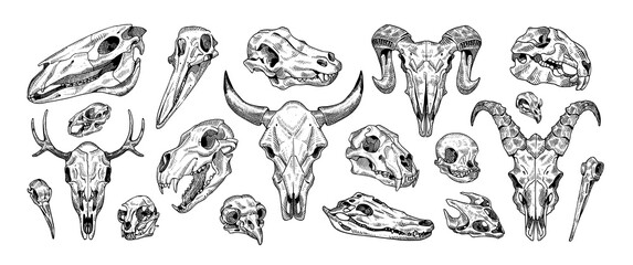 Sketch of animal skulls set. Drawing bones, head skeletons of different beasts: deer, lion, birds, cat, dog. Engraving fauna anatomy. Hand drawn isolated vector illustrations on white background