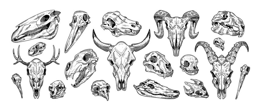 Sketch of animal skulls set. Drawing bones, head skeletons of different beasts: deer, lion, birds, cat, dog. Engraving fauna anatomy. Hand drawn isolated vector illustrations on white background