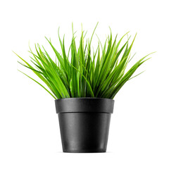 Artificial green grass in black pot isolated. Transparent PNG image.