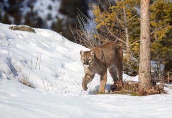 Cougar or Mountain lion (Puma concolor) walking through the mountains in the winter snow.
