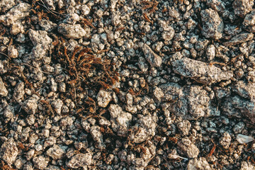 Detailed texture of dried sphagnum moss. Perfect for creative backgrounds and eco-inspired projects