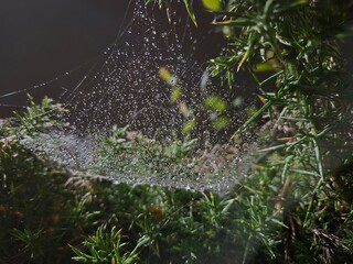 Drops of water in spider web close view background